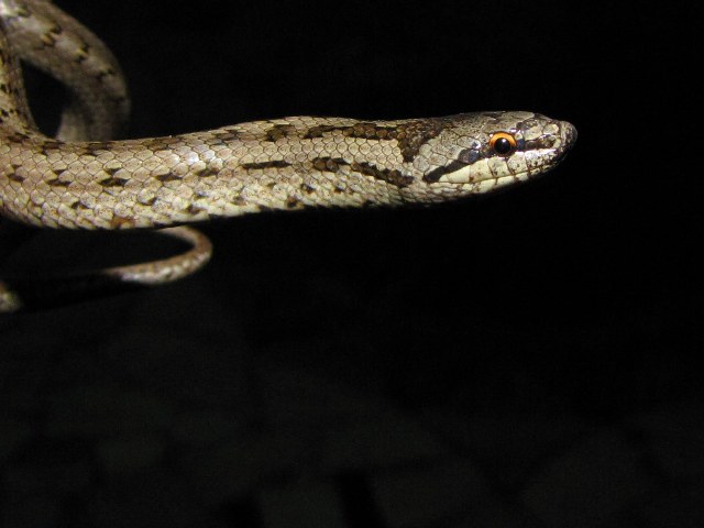 Nel buio della notte.... (Coronella austriaca)